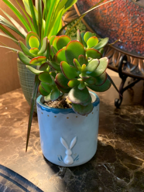 Planted Hopper Pot