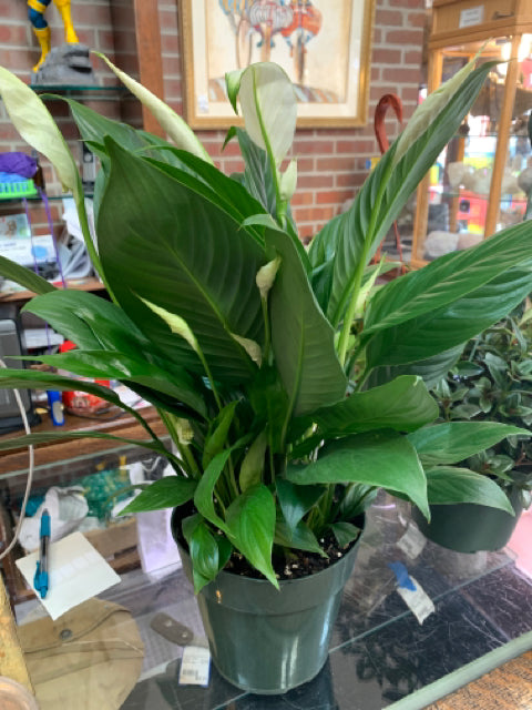 6" Peace Lily