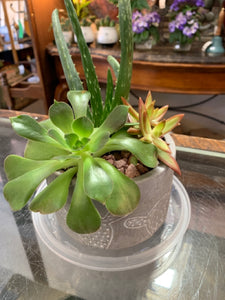 Potted Cacti Pot