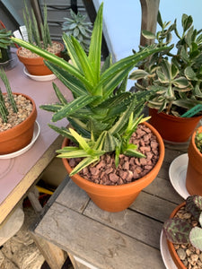 Hybrid Aloe