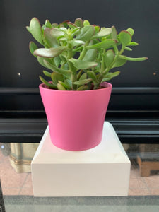 4.25" Cover pot - Pink 4.25"