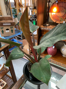 6" Imperial Red Philodendron